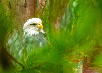 American Bald Eagle (Haliaeetus leucocephalus) in Rocky Mountains..