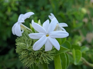 Obraz na płótnie Canvas jasminum flower in the morning
