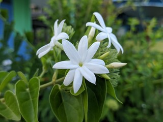 Star jasmine flower (Jasminum multiflorum) in the morning