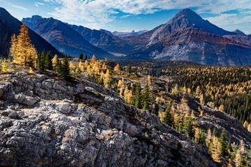 Mountain Larch trees in autumn colours on a rocky hillside overlooking the Canadian Rocky Mountains in Peter Lougheed Provincial Park..