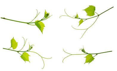 Set: vine with leaves isolated on white background. Banner of organic .green grapes. Summer . Wine Day.