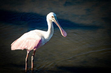 Roseate Spoonbill