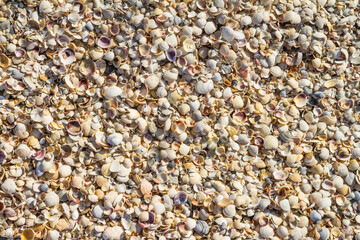 Shells on the sea coast after the storm, background, texture, pattern