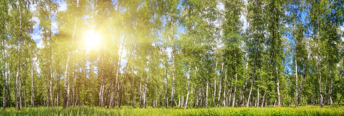 Papier Peint photo autocollant Bouleau Birch grove on a sunny spring summer day, landscape banner, huge panorama