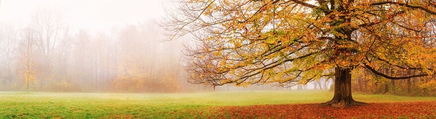 Fototapeta premium Autumn landscape, panorama - view of a foggy autumn park with fallen leaves in the early morning, banner with copy space for text