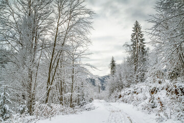 Fototapeta na wymiar Winter landscape - view of the snowy road in the winter mountain forest after snowfall
