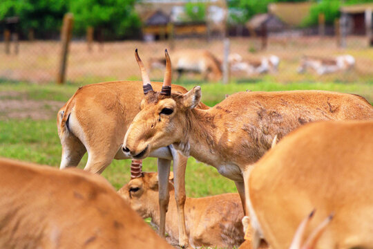 Summer landscape - view of herd of saiga antelope in dry steppe, Ukrainian nature reserve Askania-Nova, Kherson Oblast, Ukraine