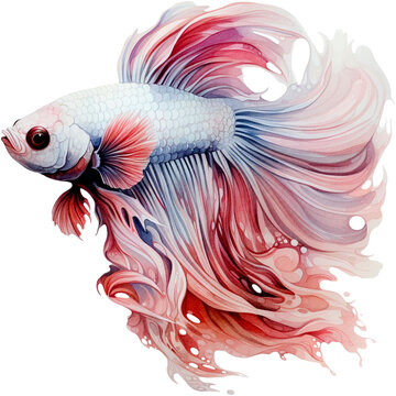 recommend clip art: Betta Fish