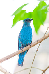 Asian Fairy-Bluebird (Irena puella) in Malaysia