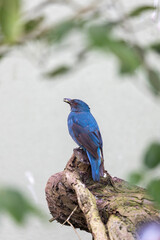 Asian Fairy-Bluebird (Irena puella) in Malaysia