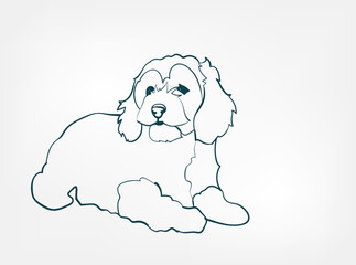 Bolognese dog breed animal vector line art one line sketch outline