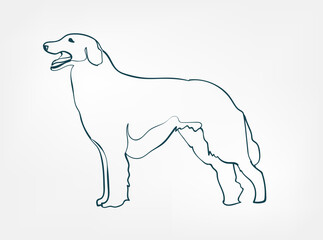 Borzoi dog breed animal vector line art one line sketch outline
