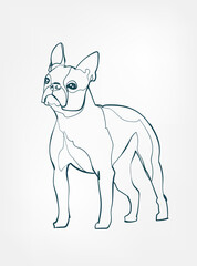 Boston Terrier dog breed animal vector line art one line sketch outline