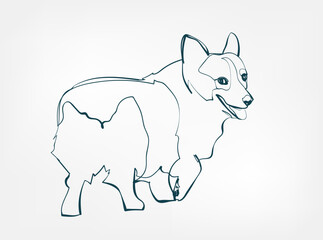 Corgi dog breed animal vector line art one line sketch outline