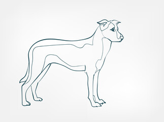 Chinook dog breed animal vector line art one line sketch outline