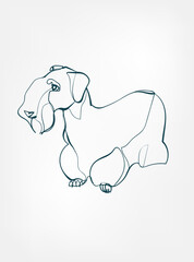 czech terrier dog breed animal vector line art one line sketch outline