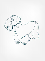 czech terrier dog breed animal vector line art one line sketch outline