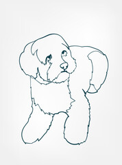 Cockapoo dog breed animal vector line art one line sketch outline