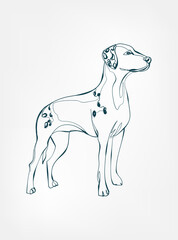 Dalmatian dog breed animal vector line art one line sketch outline