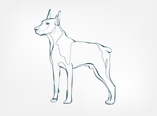 Obraz premium Doberman dog breed animal vector line art one line sketch outline