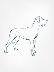 dog breed animal vector line art one line sketch outline