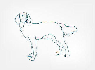 English Setters dog breed animal vector line art one line sketch outline