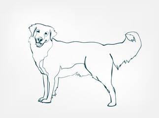 Golden Retriever dog breed animal vector line art one line sketch outline
