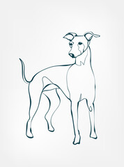 Greyhound dog breed animal vector line art one line sketch outline