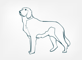Irish Setter dog breed animal vector line art one line sketch outline