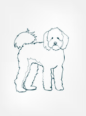 Labradoodle dog breed animal vector line art one line sketch outline