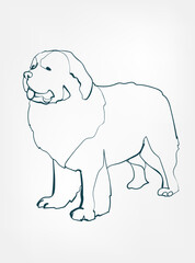 Newfoundland dog breed animal vector line art one line sketch outline