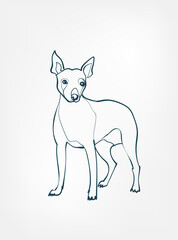 Mexican Hairless dog breed animal vector line art one line sketch outline