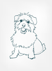 Norfolk Terrier dog breed animal vector line art one line sketch outline