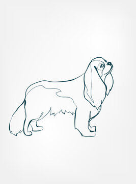 cavalier kings charles spaniel dog breed animal vector line art one line sketch outline