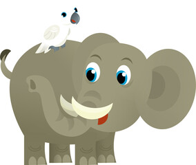 Cartoon wild animal happy young elephant and parrot on white background - illustration for the children