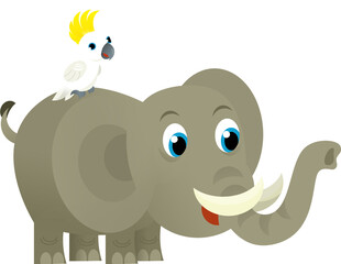 Cartoon wild animal happy young elephant and parrot on white background - illustration for the children