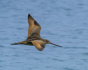 A marbled godwit in flight.