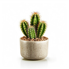 Small cactus in pot succulents isolated on white background