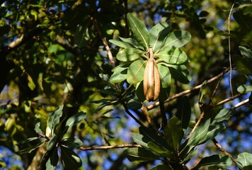 Pau-Santo (Kielmeyera coriacea) 