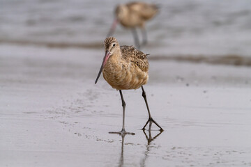 Marbled godwits in Morro Bay, California.