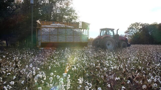 Cotton harvest in field