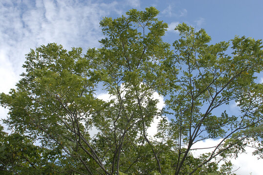 cacahunanche tree highly valued in Mexico due to its healing abilities