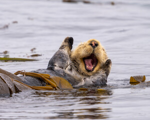 Close up of a yawning sea otter.
