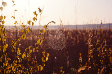 Spider web on young trees with sky and forest on the horizon. Spider web. Interesting near us. Silk made by animals.