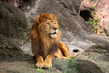 Fototapeta premium African Lion (Panthera leo) in Africa