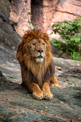 African Lion (Panthera leo) in Africa