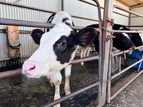 Young dairy cows is a dairy farm in Queensland Australia