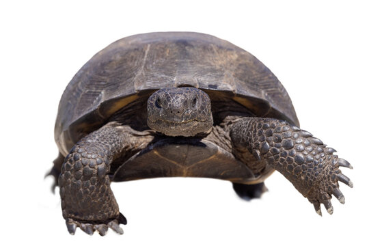 Gopher tortoise (Gopherus polyphemus), full-body photo isolated on a transparent background, digital asset ready for use in your project