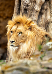 African Lion (Panthera leo) in Africa