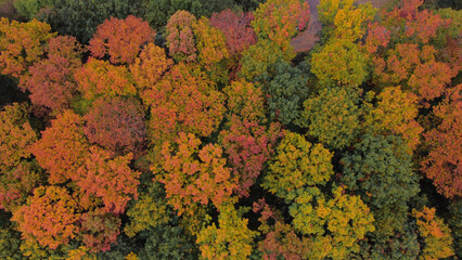 Autumn forest aerial drone view.